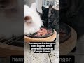 Meine Katze trinkt viel - Mythos Trockenfutter