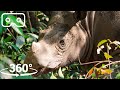 Up Close With The World's SMALLEST Rhino | VR 360 | Seven Worlds, One Planet