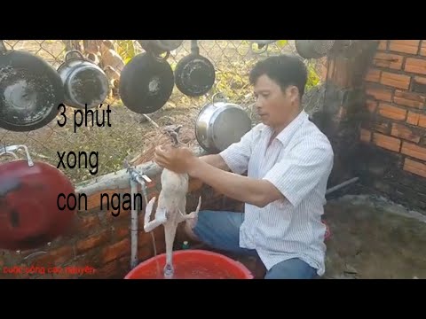 Mẹo Làm Lông Vịt, Lông Ngan Siêu Nhanh Của Chú ấy \ 3 PHÚT XONG CON NGAN | Mua đặc sản 3 miền