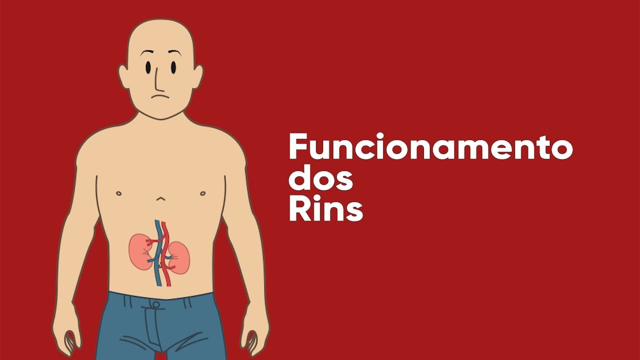 Funcionamento dos Rins YouTube Funcionamento dos Rins YouTube