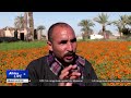 Egyptian farmers see profits as demand for Calendula surges