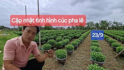 Cập nhật tình hình cúc pha lê ngày 23/9 trồng hoa quê mình cúc phát triển đến đâu rồi không