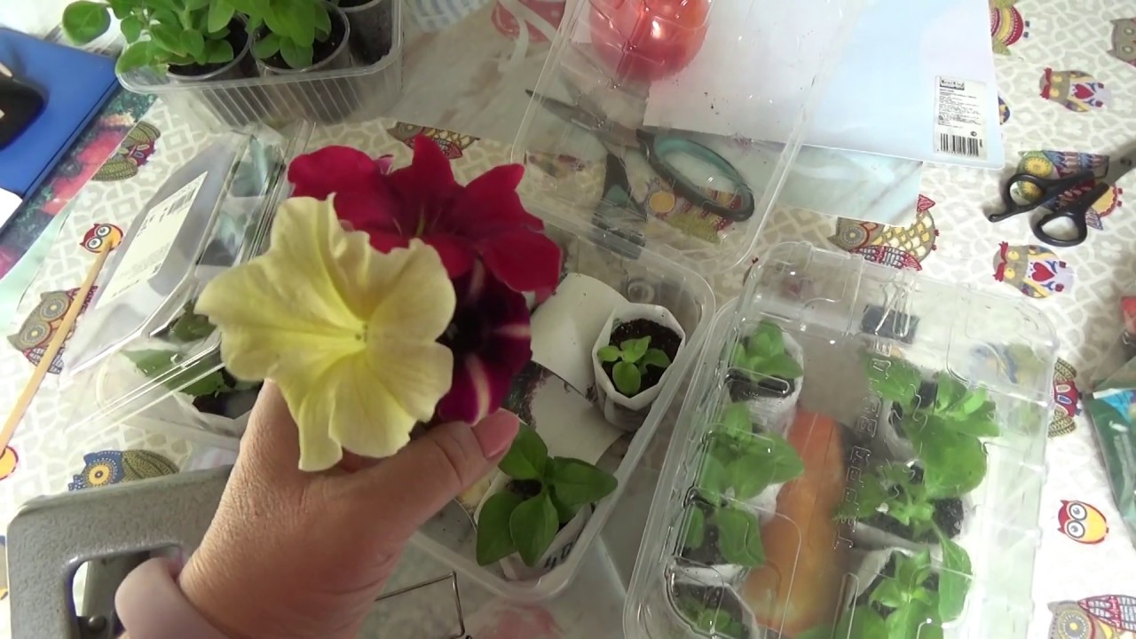 Авито купить черенки вегетативной петунии