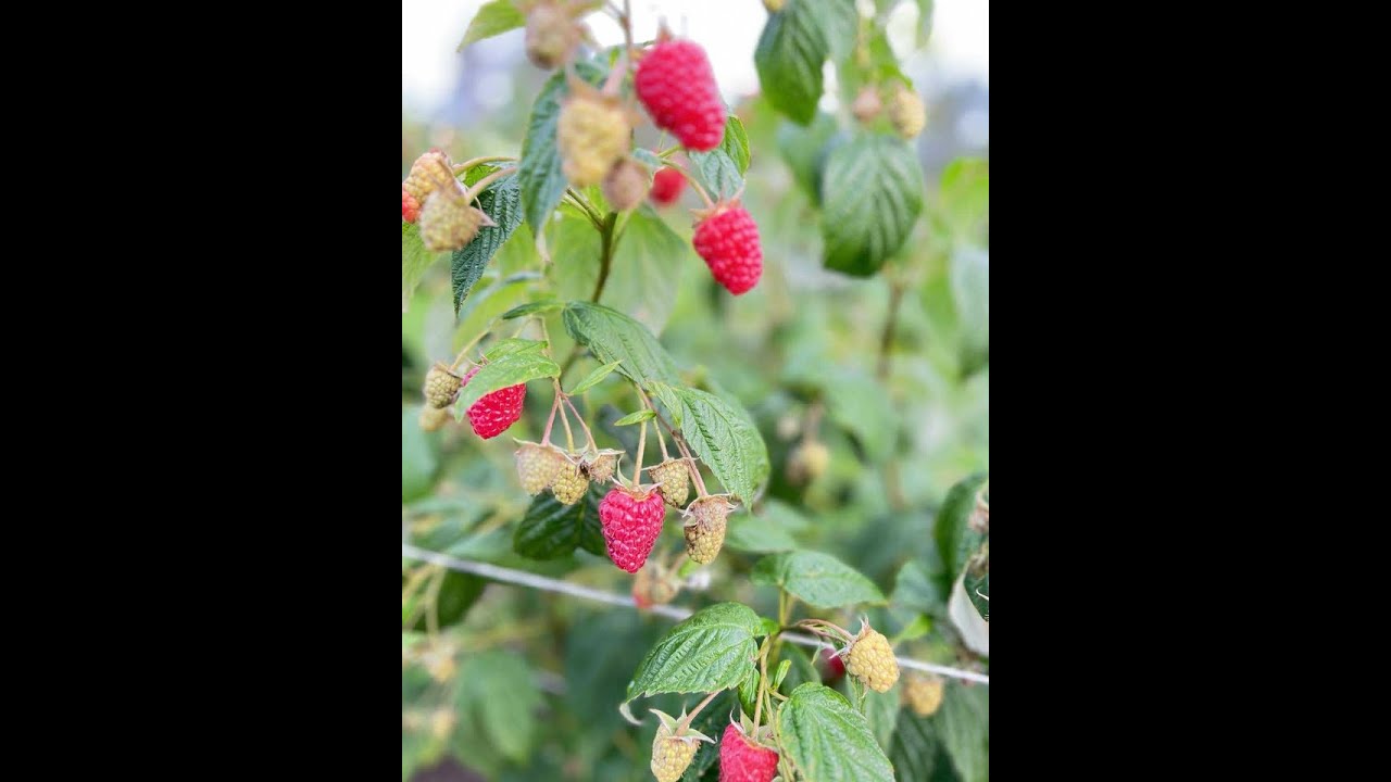 #43  2026-01-23 Paroda TSW16 Kielce, Lenkija