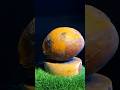 ASMR Sound | Gaff Test, Coconut Cutting RIPE! #coconut #fruit #asmr #tropical #shorts