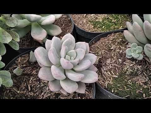 Video: Interesante Sobre Plantas De Interior. Parte 2