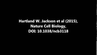 Nature Cell Biology : Expansion of stem cells counteracts age-related mammary regression...