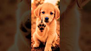 A crying puppy 🙀I pulled the thorn out of the puppy's leg.#short #animals #plssubscribemychannel 🙏