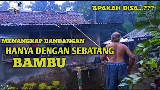 CARA UNIK MENANGKAP BANDANGAN MERPATI DENGAN SEBATANG BAMBU