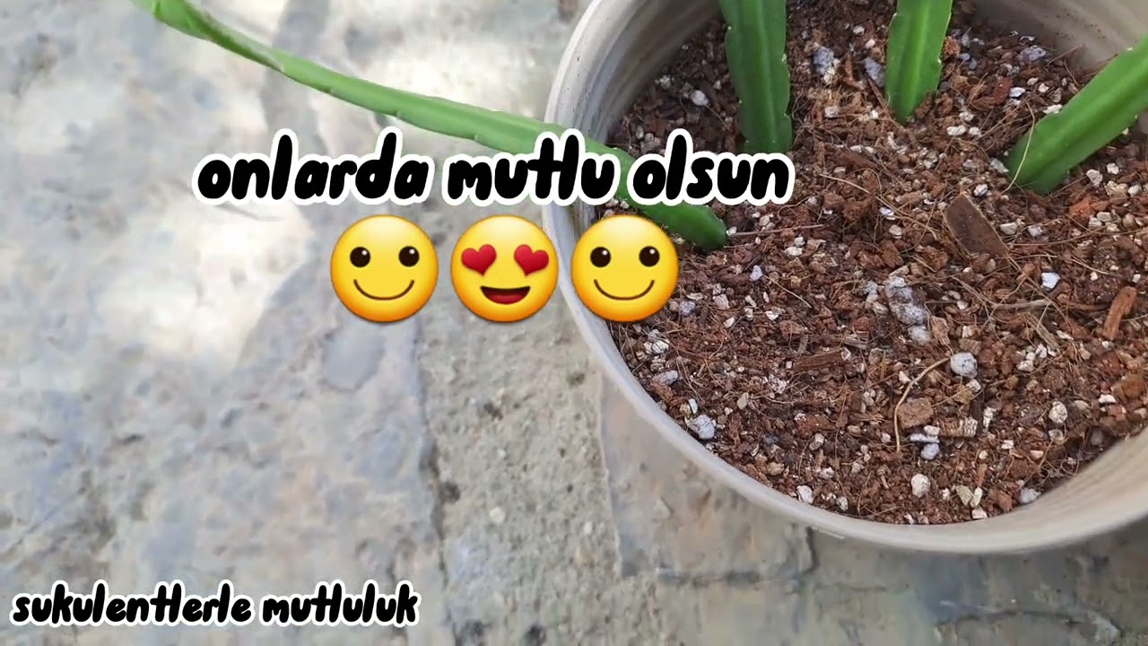 lepismium Atlas çiçeği çoğaltimi/kılçık atlas bakimi çoğaltimi /atlas çiçeklerim