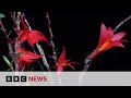 Mysterious plants and fungi named new to science | BBC News