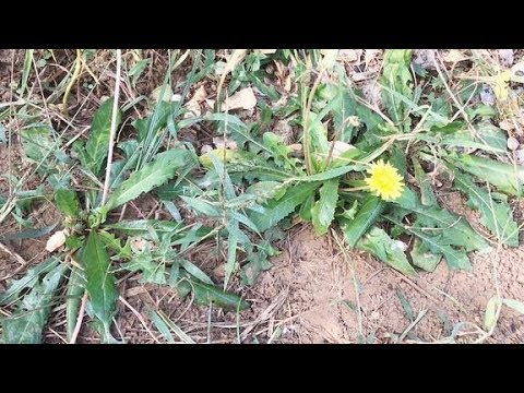 蒲公英被称为“下火草”，经常熬夜上火的朋友泡一杯，好喝又解渴