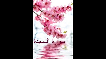 سورة السجدة القارئ أبو بكر الشاطري Surat Al-Sagda