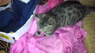 #The cat does FUNNY massage | кошка масажистка