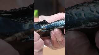 Learn How To Make Custom Metallic Maker Pro Paint™ Colors! #shorts #smoothon #painting #tutorial
Adult Supervision Required
Keep Out Of Reach Of Children
Make It Now! with Smooth-On
https://www.smooth-on.com
https://www.facebook.com/SmoothOn
https://twitter.com/SmoothOn
https://www.instagram.com/SmoothOn Learn How To Make Custom Metallic Maker Pro Paint™ Colors! #shorts #smoothon #painting #tutorial