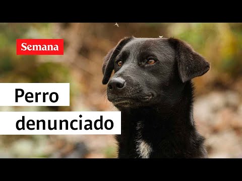 Abogado defiende a perro denunciado por el homicidio de un gato en Bogotá | Semana Noticias