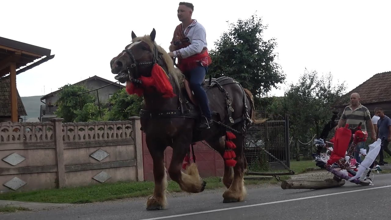 Impanatul boului Mintiu Gherlii, Cluj 23 Iunie 2024 Nou!!!