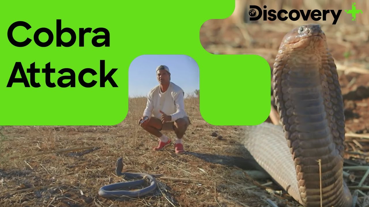 Deadly Cobra Attacks Frank | Wild Frank in Africa  | Discovery Plus India