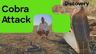 Deadly Cobra Attacks Frank | Wild Frank in Africa  | Discovery Plus India