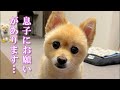【お願い】息子の引っ越しが無事に終わったので、あるお願い事をしました!