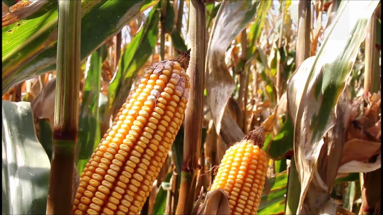 Identificació de fongs productors de micotoxines