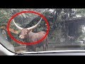 Mobil diseruduk banteng setelah memberi makan wortel