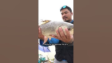 Thẩm cách câu cá trôi với thời tiết cực khoai - Phần 6 | Thẩm Câu #shorts