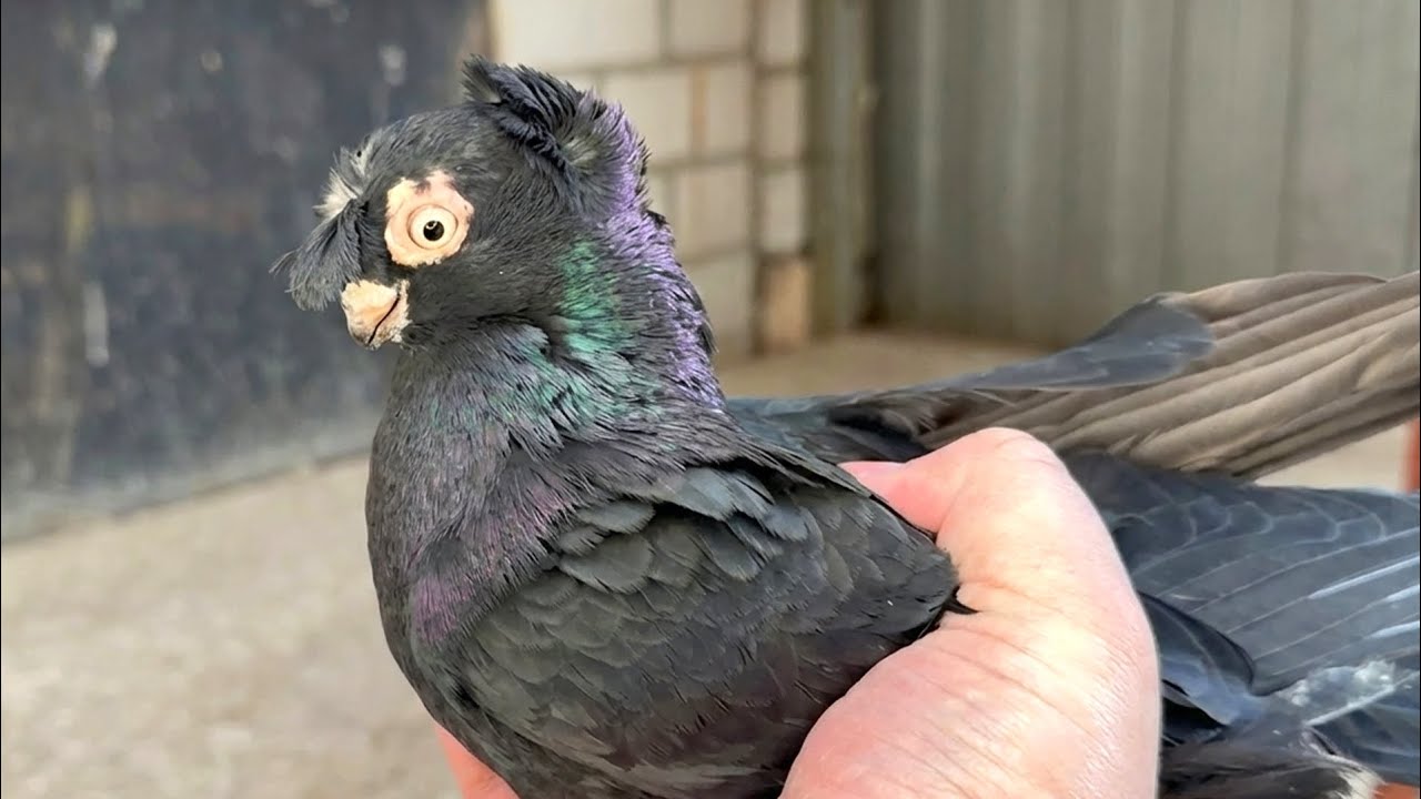 Двухчубые голуби с игрой