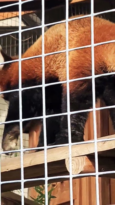 Does this red panda look like a raccoon to you ? #redpanda #question #
