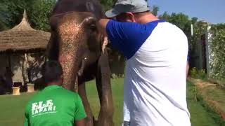 Elephants in Jaipur by Fiona Cairns 15 views 6 years ago 48 seconds