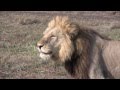 Zambia: Leopards & Lions