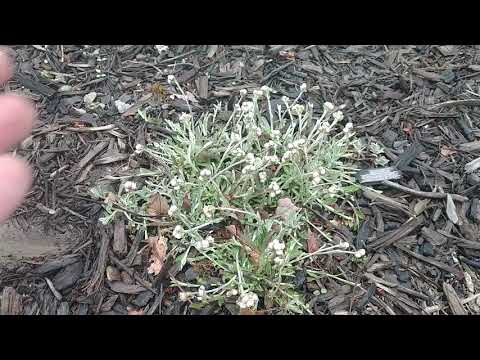 Video: Pussytoes Ground Cover - How To Grow Pussytoes Plant