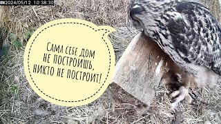 The owl Yoll brought a log to the nest. Because a house should be built of wood, not straw!