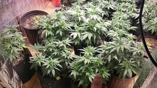 315 Cmh and oneo 1000 watt veg area with exhale 365 bag