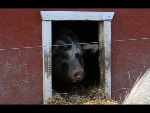 Video: Griskött Som är Välfylld Med Pumpa I Ugnen
