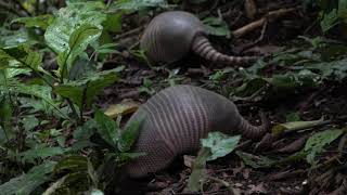 The Nine Banded LongNosed Armadillo