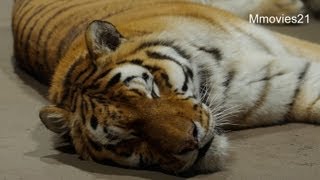 聖夜 眠くなる動物たち