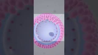 sperm selection and injunction into egg