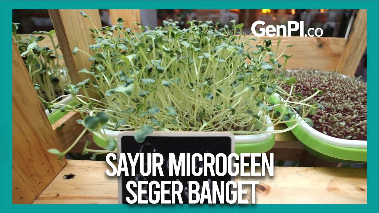 Mengenal Sayuran Microgreen, Muda dan Kecil Banyak Nutrisi