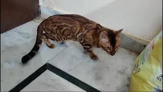 Bengal cat In india TOP QUALITY MALE #felineworld #bengalcatindia #catworld #funnycats #india
