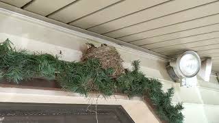 This is for the birds!  (Part 4)