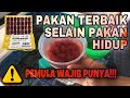 SOLUSI TERBAIK UNTUK CUPANG SAAT TIDAK ADA PAKAN HIDUP - IKAN CUPANG MAKAN CACING BEKU