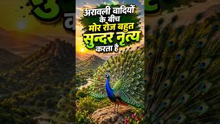अरावली वादियों के बीच मोर रोज बहुत सुन्दर नृत्य करता है #aravali #peacockdance