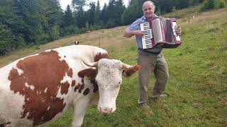 The power of love. Cow, forest and accordion.