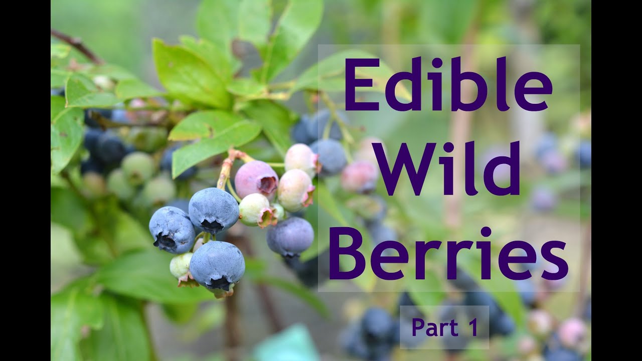 Edible Wild Berries - Part 1 - YouTube