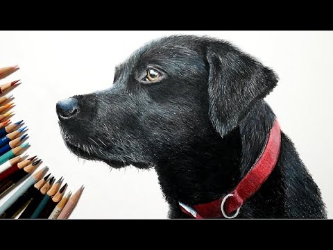 色鉛筆で犬を描いてみた ラブラドール Realistic Colored Pencil Drawing Of A Labrador Youtube