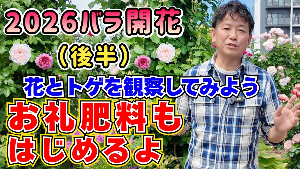 2026年（後半）見頃到来！満開のバラ紹介と、美しさを長く保つ「開花中のお手入れ」のコツ