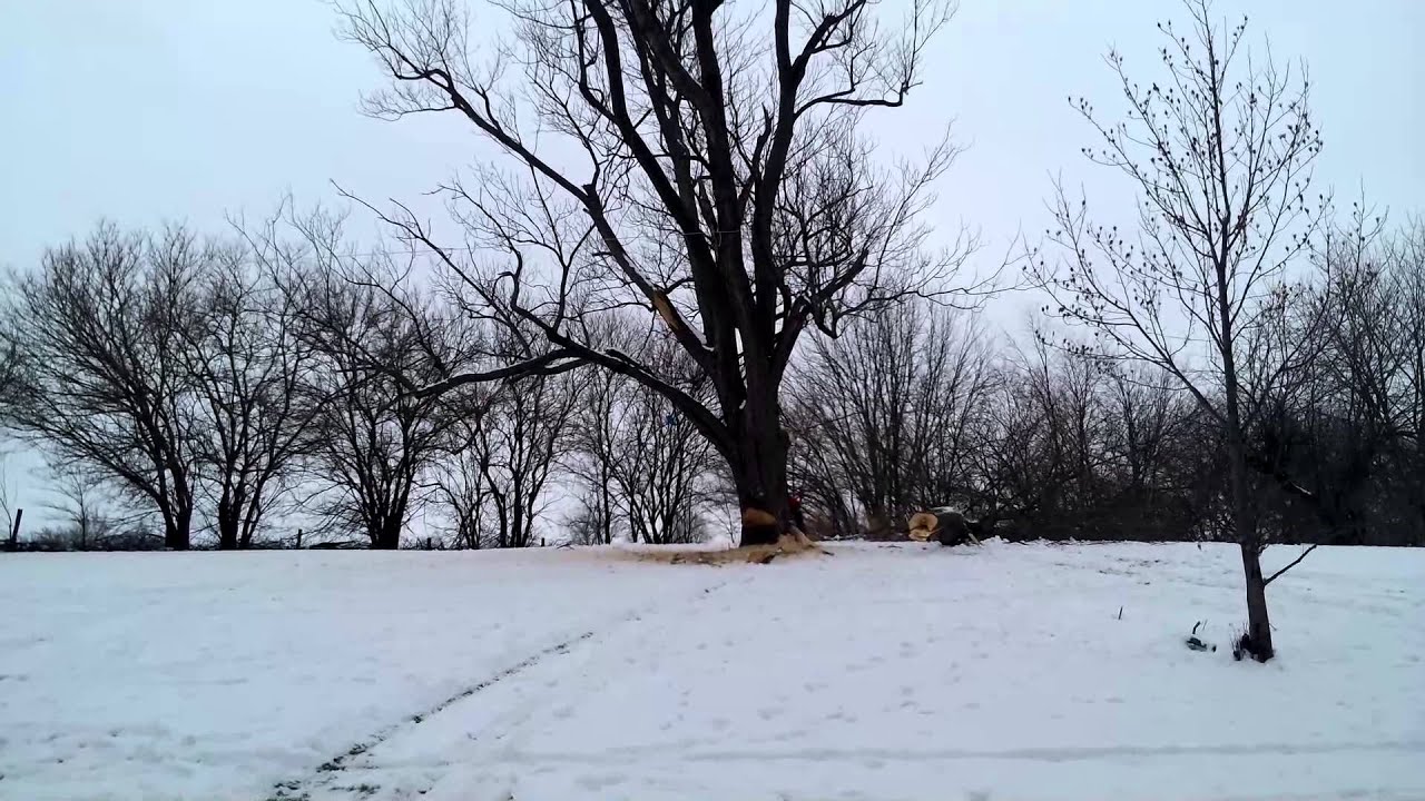 Cutting down a Big Silver Maple - YouTube