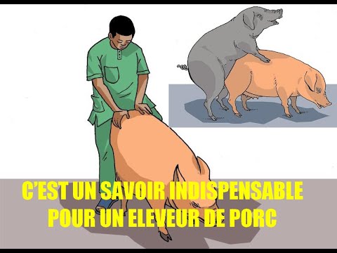 Vidéo: Quelle est la durée de votre foetus de cochon?