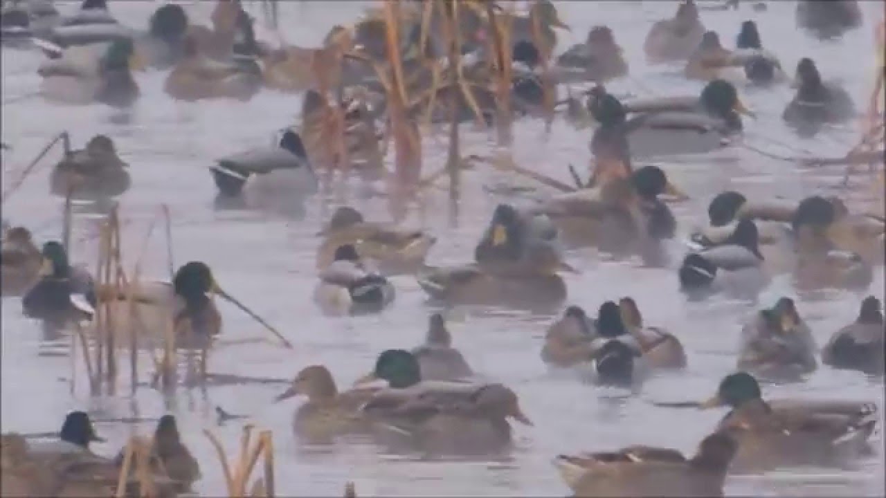 Duck Hunting Utah YouTube duck-hunting-utah-youtube